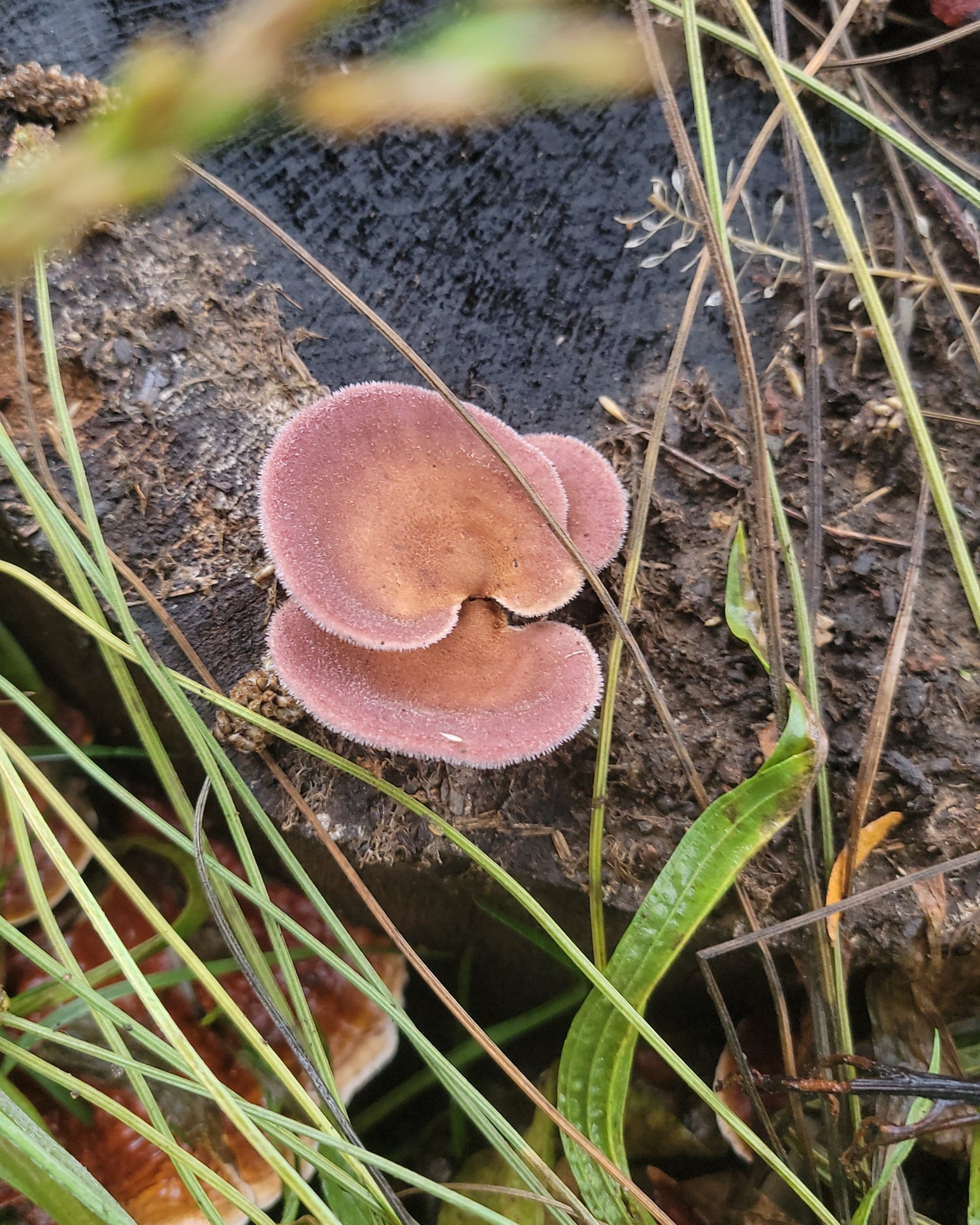 Panus iecomtei mushroom growing from a stump among grass and soil