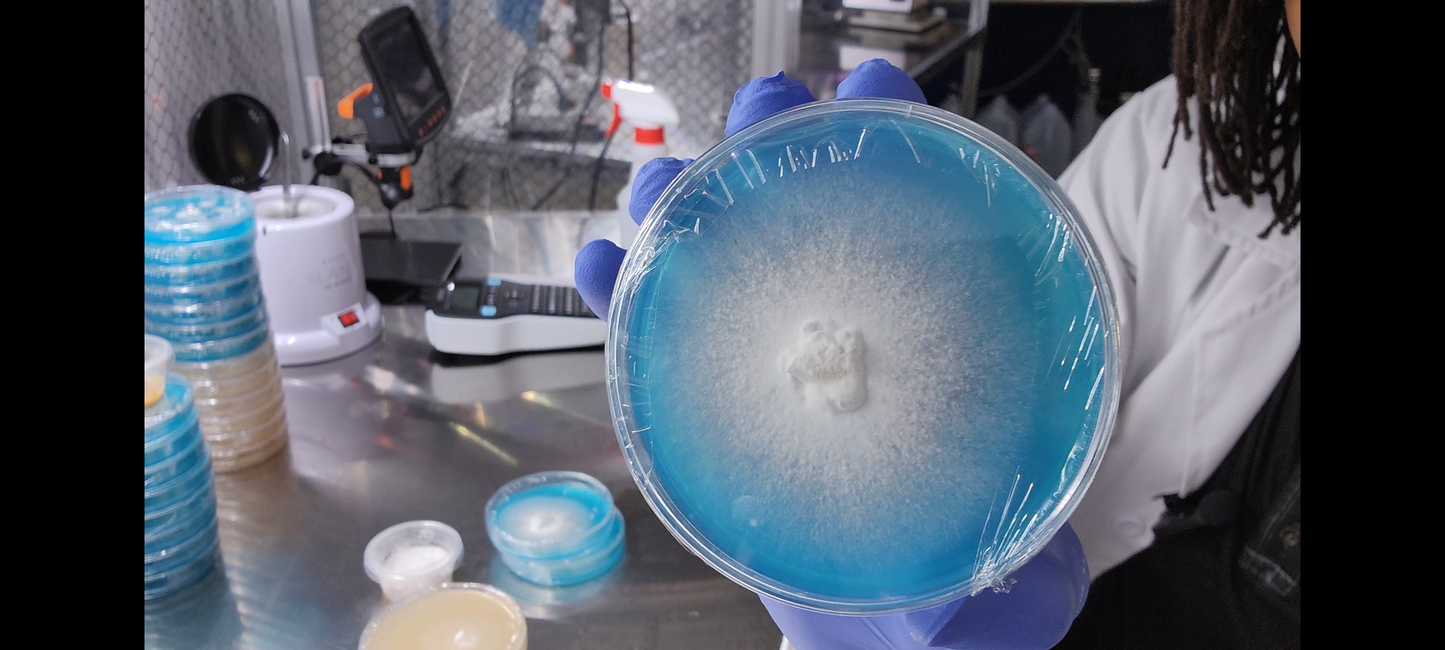 3-Piece Culture Pack