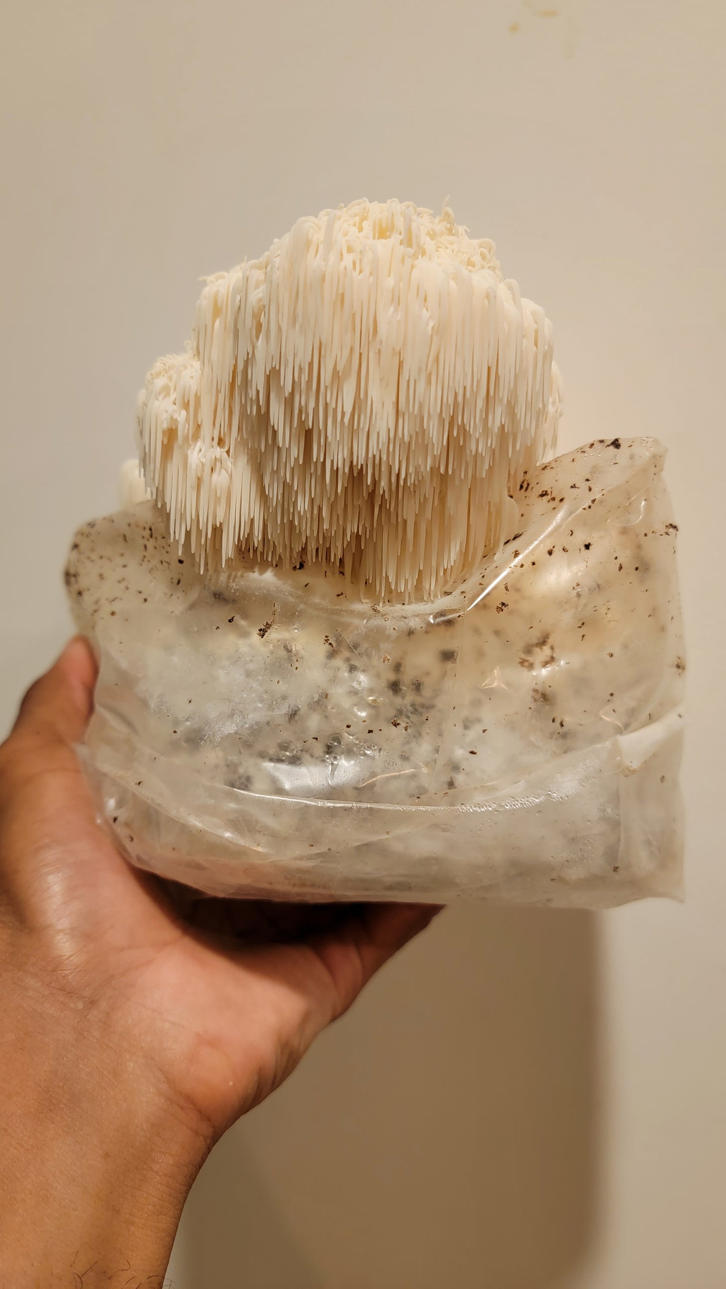 'ROAR' Liquid Culture (Hericium erinaceus)