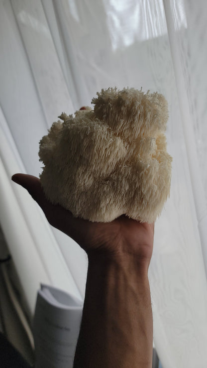 Lion's Mane Fruiting Kit