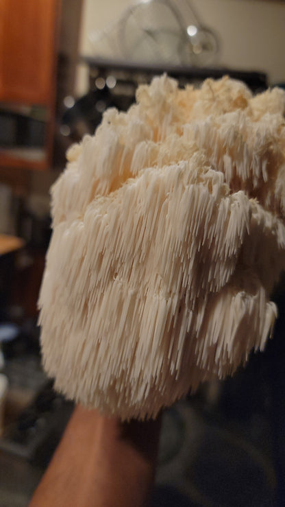 Lion's Mane Fruiting Kit