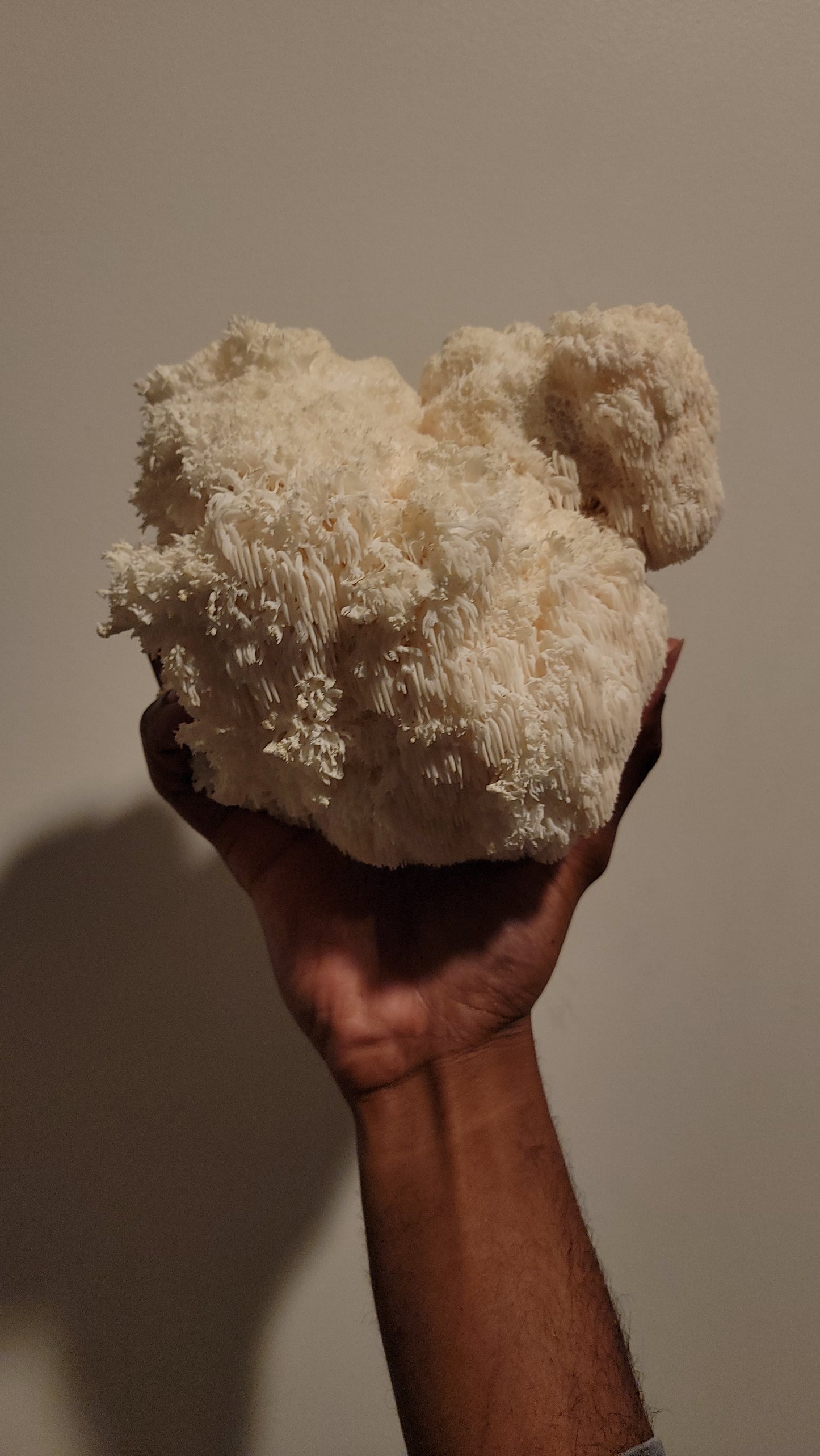 'ROAR' Liquid Culture (Hericium erinaceus)