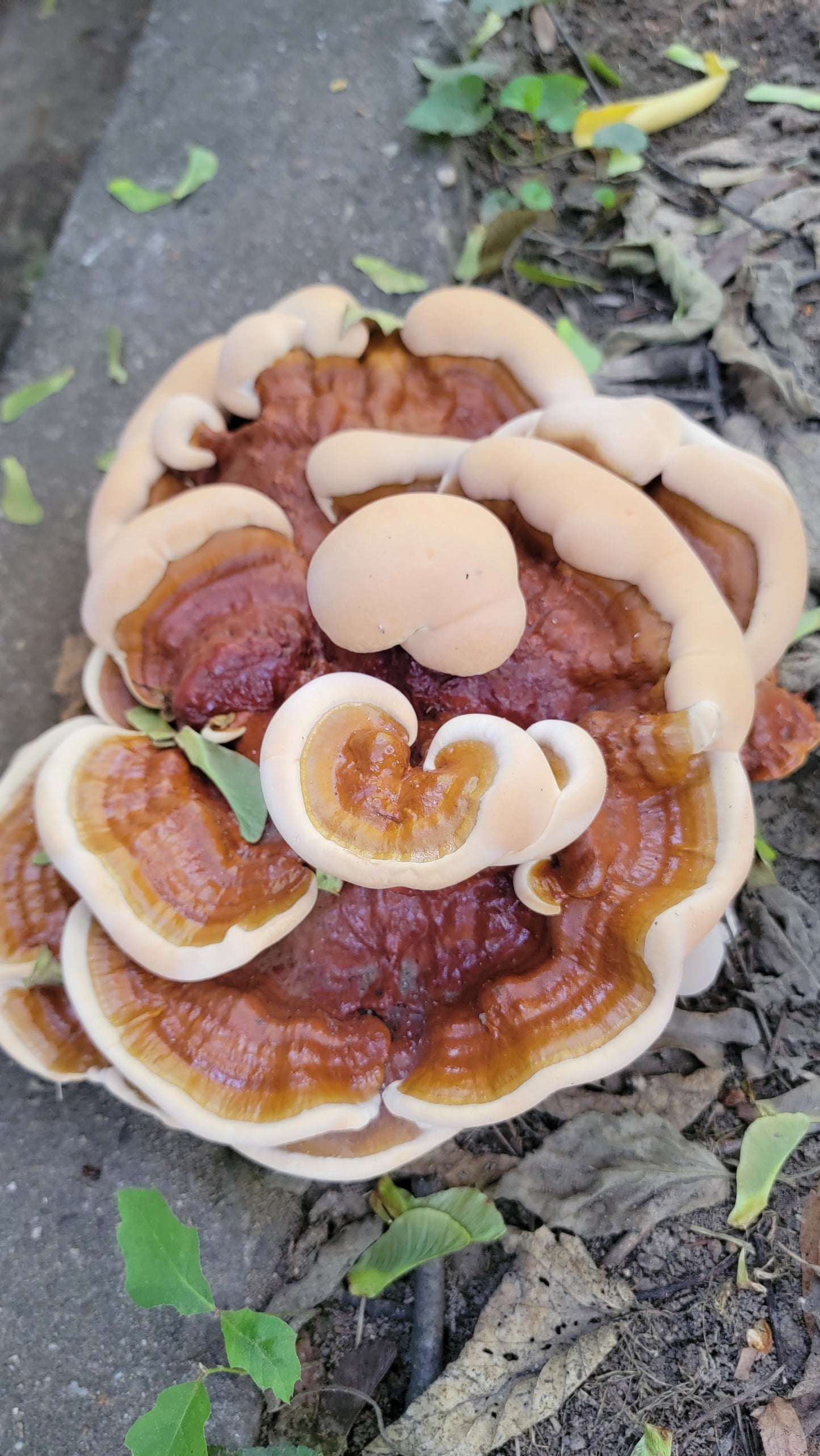 'Queen' Liquid Culture (Ganoderma sessile)