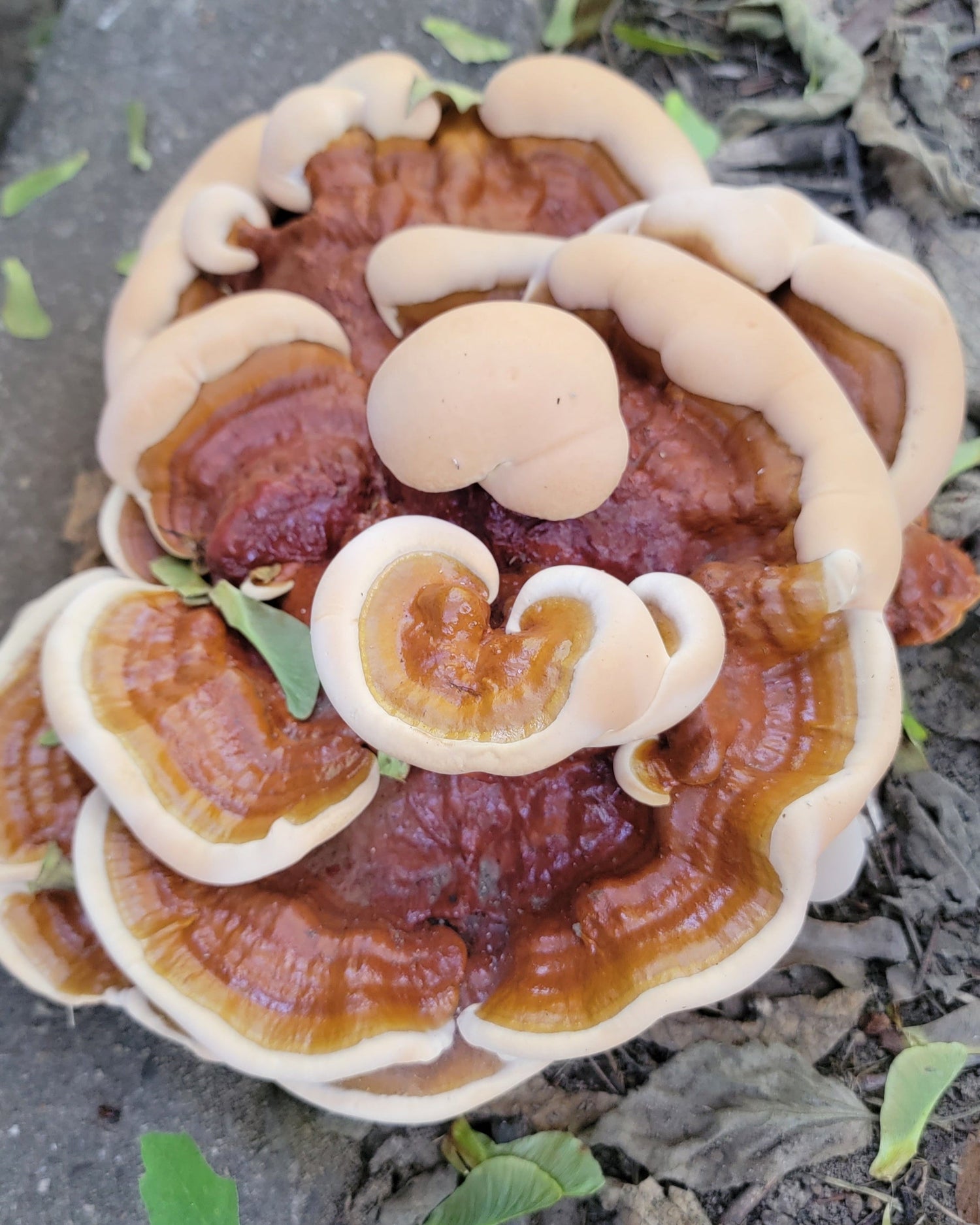 A photograph of a Reishi mushroom (Ganoderma sessile) with a beige cap and stalk on a forest floor.