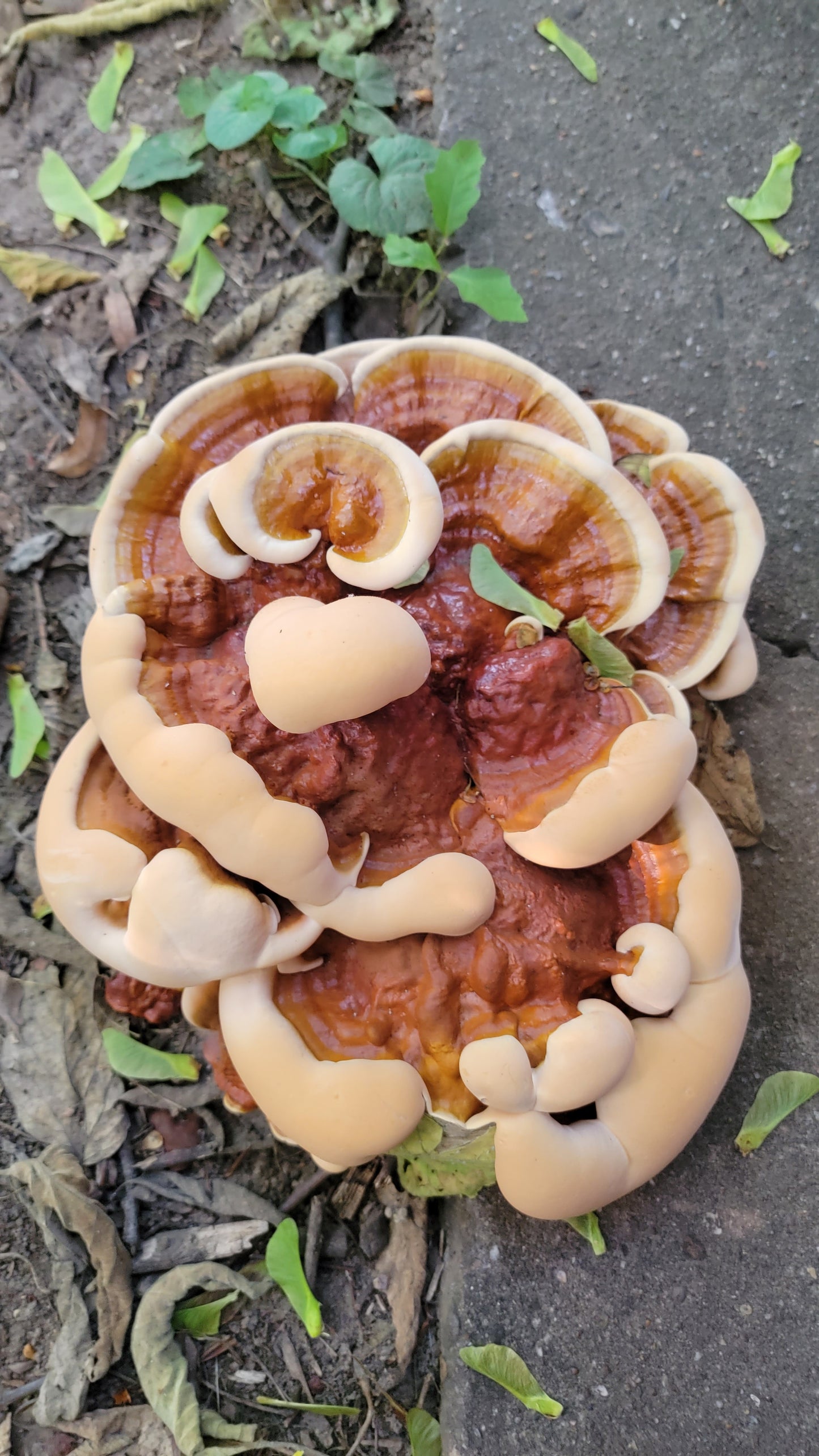 'Queen' Liquid Culture (Ganoderma sessile)