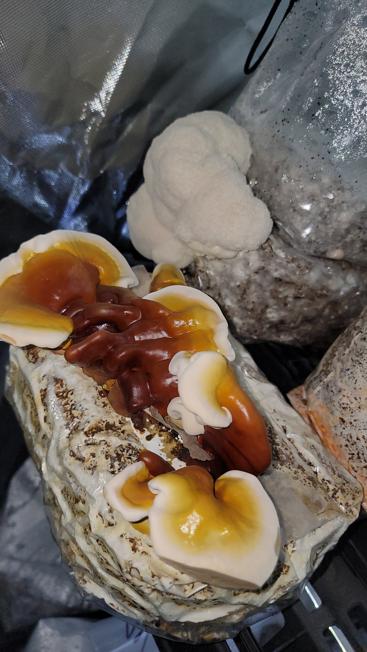 'Queen' Liquid Culture (Ganoderma sessile)