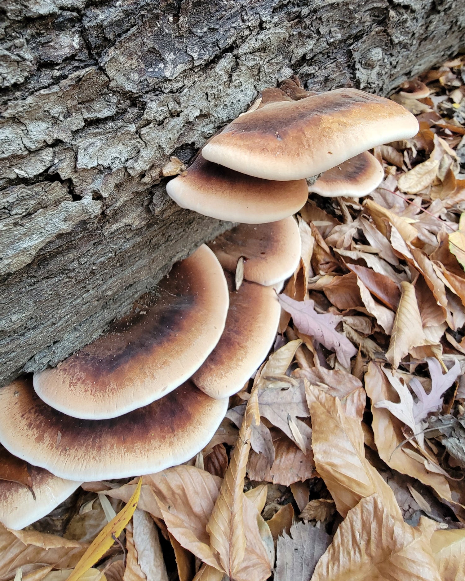 Edible resinous polypore fungi growing on a decaying log with dry leaves surrounding them.