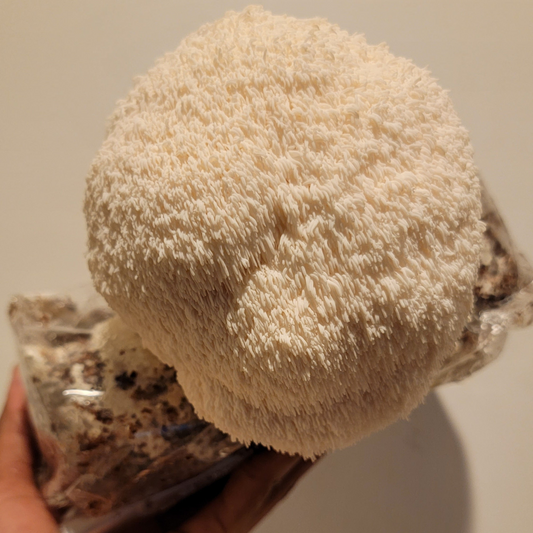 Lion's Mane Fruiting Kit