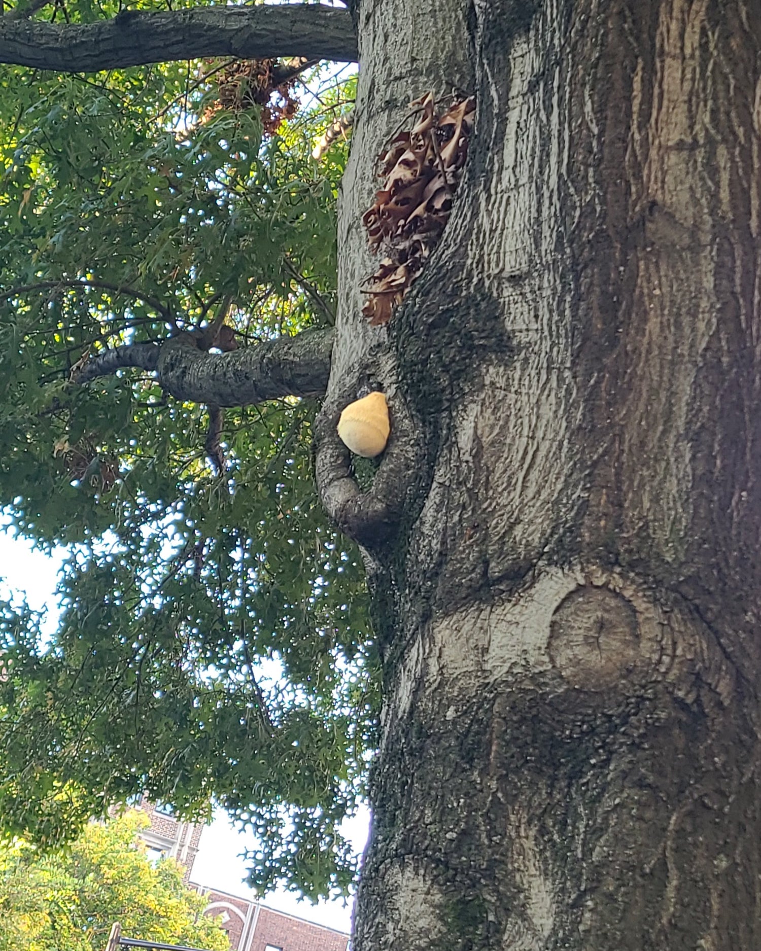 A photograph showing a piece of fruiting Lion's Mane mushroom growing on a tree trunk outdoors.