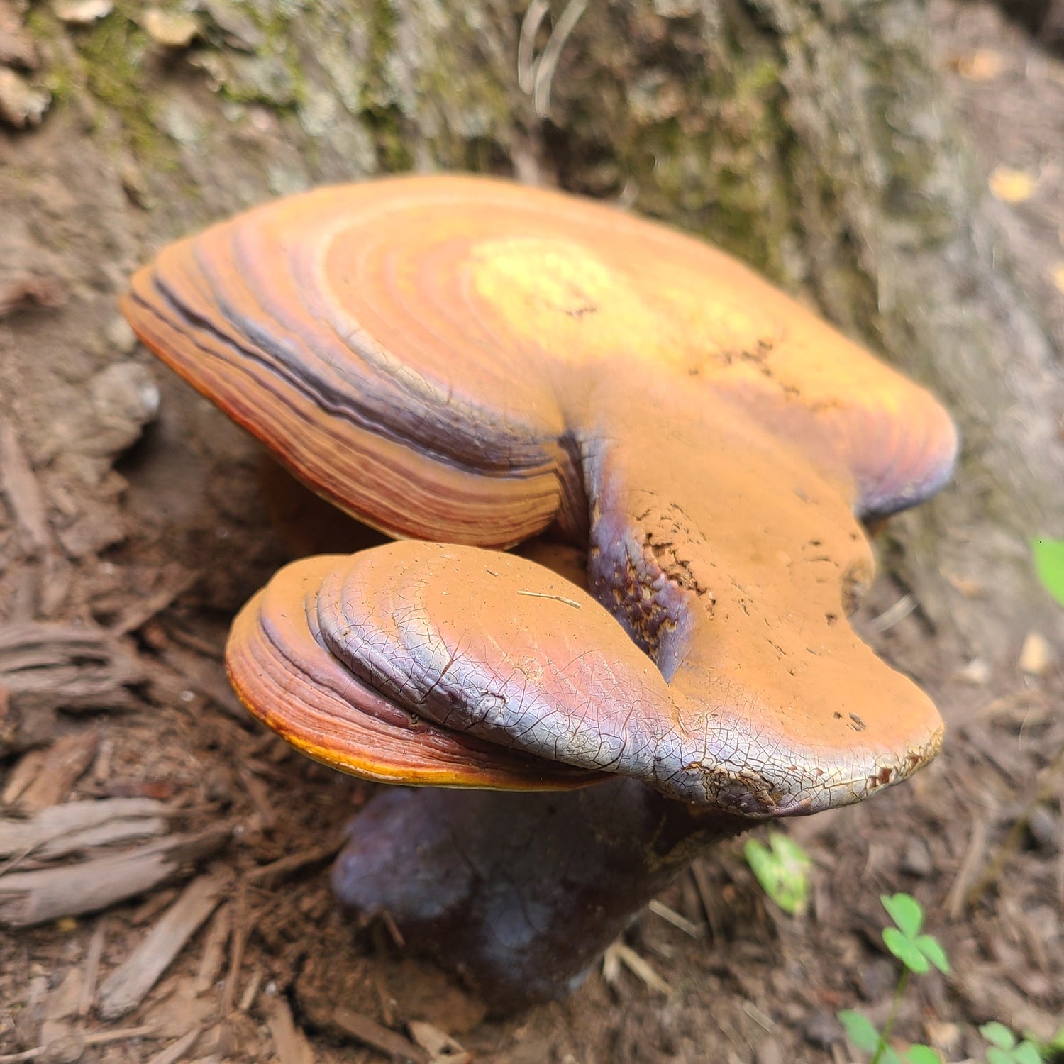 A photograph of a Reishi mushroom (Ganoderma curtisii) with orange caps and purple hues growing on a wooden substrate.