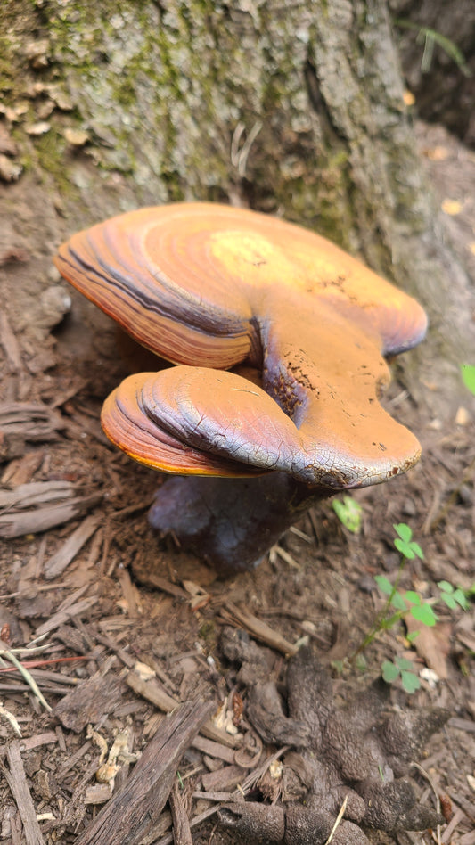 'Umbra' Liquid Culture (Ganoderma curtisii)