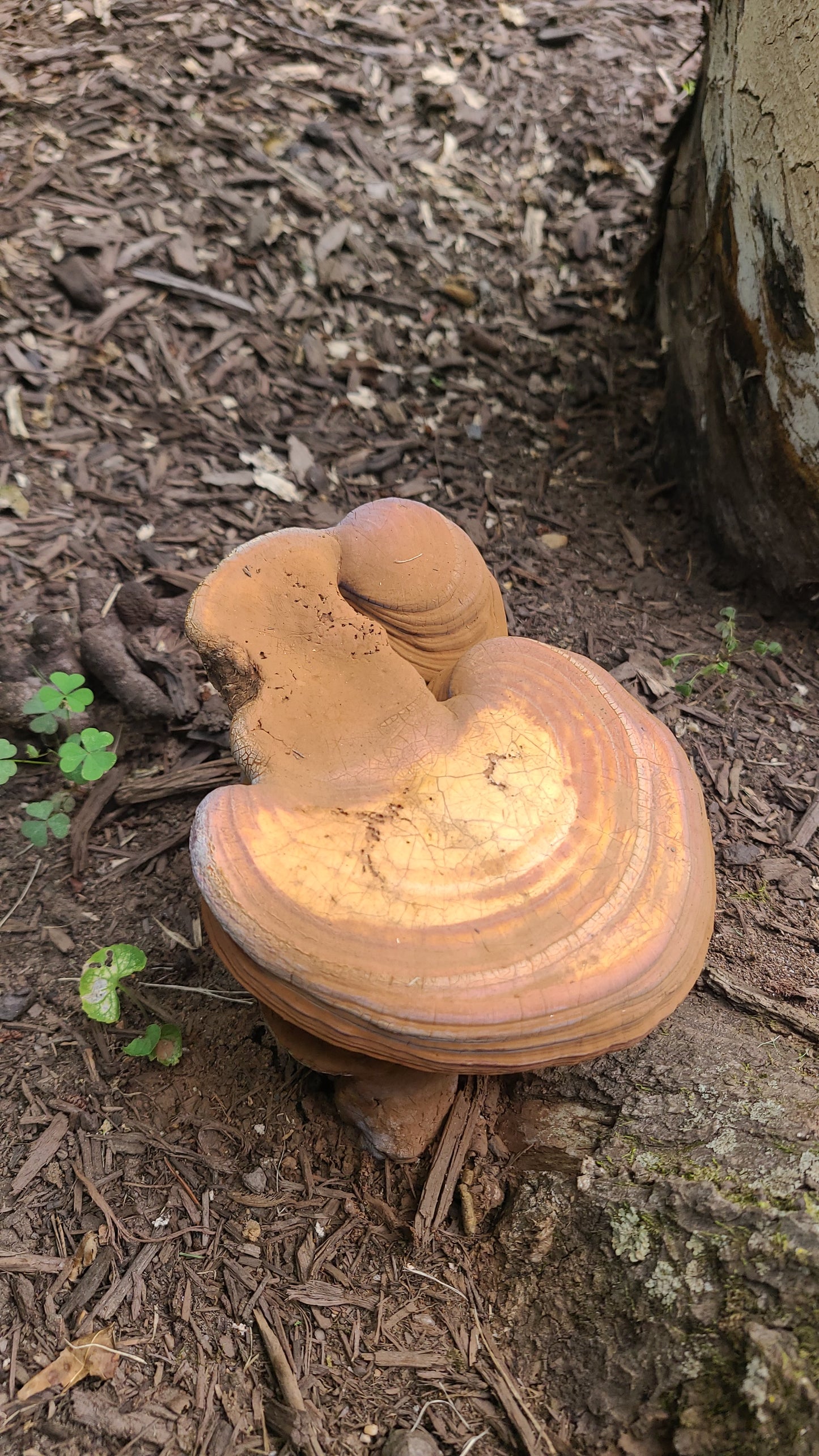 'Umbra' Liquid Culture (Ganoderma curtisii)